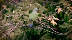 Farrow & Ball Treron No.292 Gloss Metal & Wood Paint, 2.5L -Prime Paint Shop farrow ball treron no 292 gloss metal wood paint 2 5l5029496889222 lcl en