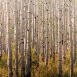 Grandeco Multicolour Birch Tree Matt Mural 9 Grandeco Multicolour Birch Tree Matt Mural -Prime Paint Shop grandeco multicolour birch tree matt mural5411012446871 02c bq