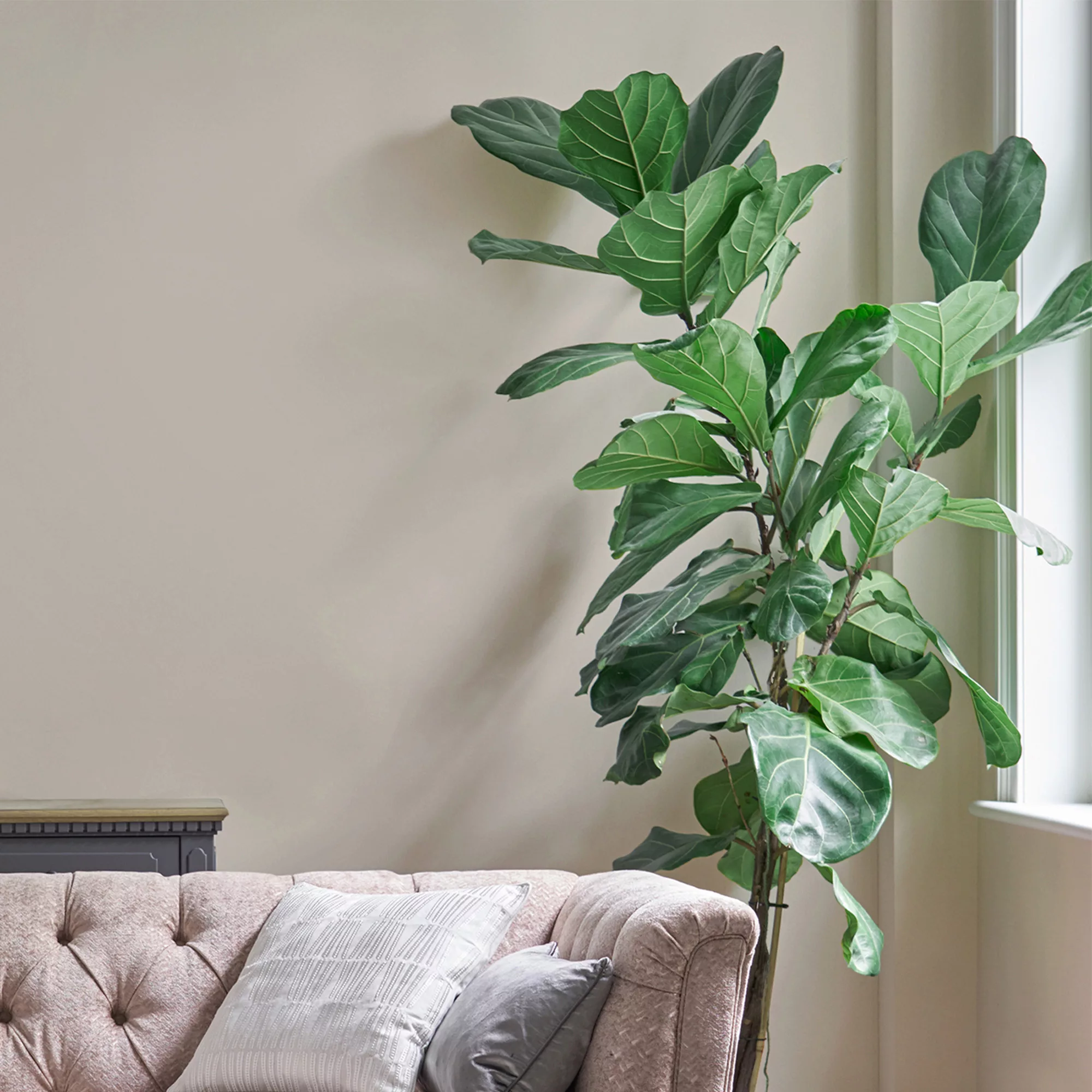 Laura Ashley Soft Natural Eggshell Emulsion Paint, 750ml 5 Laura Ashley Soft Natural Eggshell Emulsion Paint, 750ml - Image 3